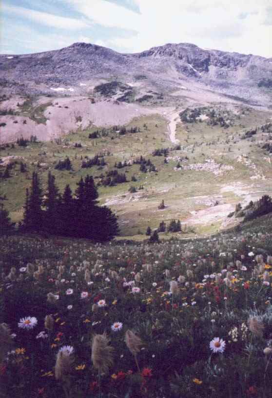 Headed for the ridge, and hoping the Grizz see me coming early enough to let me pass!