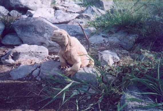 Iguana from 3 feet away
