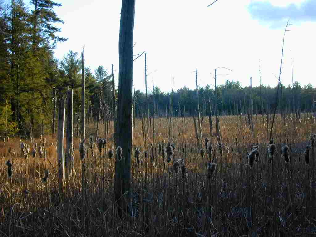 Wetlands in Ashburnham